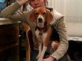 Beagle Falling Asleep