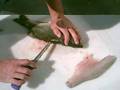 How2 filet a Hartwell Bass