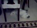 Codino The Cat