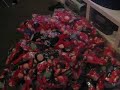 150 screaming monkeys 150 screaming monkeys