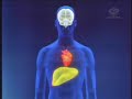 transplante de f�gado