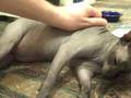 Giving My Diabetic Cat His Insulin Injection