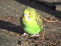 I've occasionally seen this beautiful bird over the past 2 or 3 years, flying through my yard. How he survives the winters here in New Jersey, I do not know. But anyway, on New Years Day I had off from work. I feed the birds and squirrels in my yard on a daily basis, so I'm always looking out the window at the action. I noticed the parakeet had returned, so I ran and grabbed my video camera, and I took this great footage.Unfortunately, this story ends on a sad note. Immediately after I shot this video, I went inside and watched the footage on my TV. When I got back up to look outside to see if the parakeet was still there, I see this hawk sitting there, with the little parakeet neatly tucked under his huge talons. Nothing was moving, neither the hawk, nor the parakeet. Very bittersweet. Then, time regained momentum, and in a flash, the hawk flew off, holding the parakeet in its grasp.Life is funny like that, isn't it? I mean, for years I couldn't get close to this bird. Then, in the last 15 minutes of its life, it practically walks right up to me.