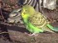 Wild Parakeet in Backyard