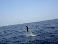Jupiter Sailfish