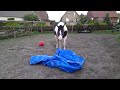 Click here to watch this video Stone beim Gelassenheits Training