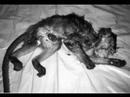 Animal Welfare Video
