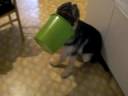 verrückter Hund