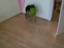 verrückter Hund