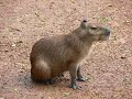 El chiguire 