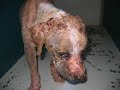 pitbull fighting