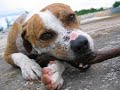 pitbull fighting