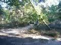 QUAD in French Forest (part 1)