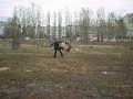 ВП АльКапоне (Mecberger Duunari x Ultra) лобовая