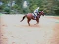 Lucky Charm (Irish Sport Horse) Lucky Charm (Irish Sport Horse)