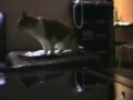 The cats are speaking smarter.