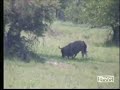 Wildebeest Birth Gone Wrong? Nkorho 01/07/08