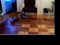 Pet Wars: Episode 3