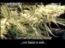 green house seed co  arjans haze#3 grow w/italian subtitles