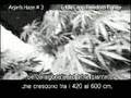 Green House Seed Co. Arjan's Haze#3 Grow w/Italian Subtitles