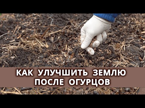 Какие сидераты важно и нужно посадить после огурцов?