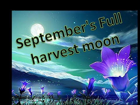 how to harvest skullcap