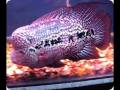 sexing of flower horn fish