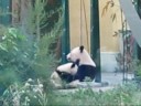Yang Yang nursing panda cub Fu Long