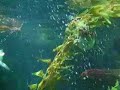 Pingoo party