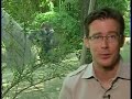 Gorilla Enclave Found In Congo