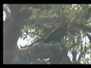 3.11.08 2.30pm NK Bird of Prey, poss Whalberg Eagle, with ca