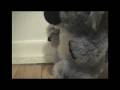videos de Katie Koala & Todd