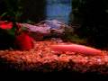videos de Aquarium with loaches and bristlenose