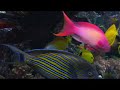 Aquariums - David Saxby's Reef Aquarium (extended version)
