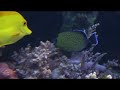 aquariums   david saxbys reef aquarium  extended version 