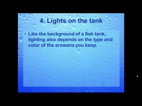 how to care silver arowana