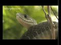 Snake Beauty 05 - Black Mamba 02