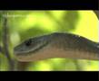Snake Beauty 05 - Black Mamba 02