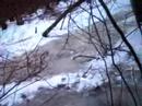stupid woods