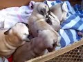Pugs in a box