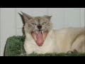 KITTY Montage