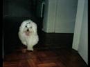 INFÂNCIA DE LORD CAMPOS INFÂNCIA DE LORD CAMPOS