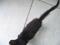 Tiquinho para  ado��o - ADOTADO