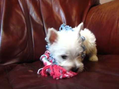 Light Blue Frills Boy Playing with His Toy