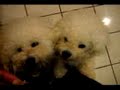 Can you say no to these faces?