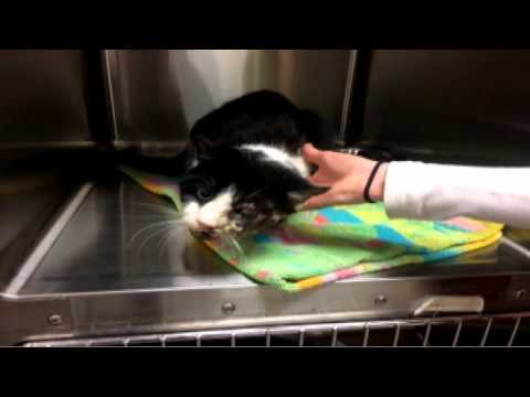 Zombie Cat In Tampa