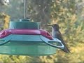 Michigan Hummingbird