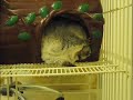 Chinchilla in dream Chinchilla in dream