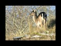 Natuurfotograaf Jan... :: Foto's van Damherten in de AWD en Reeën in de Katwijkse...