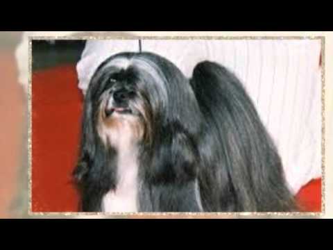 how to train lhasa apso puppies